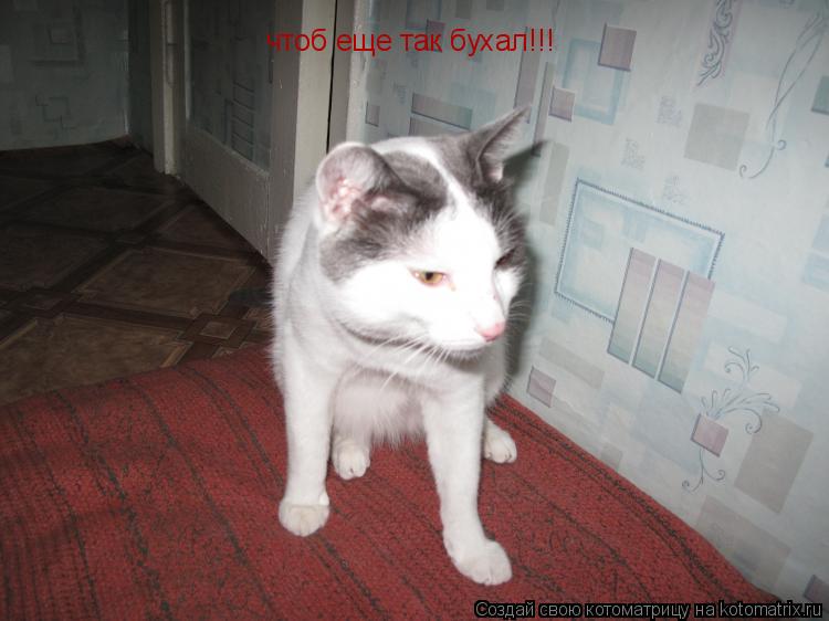 Котоматрица: чтоб еще так бухал!!!