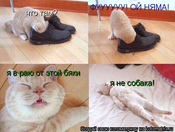 Котоматрица: что там? ФУУУУУУ ФУУУУУУ! ОЙ НЯМА! я в раю от этой бяки я не собака!