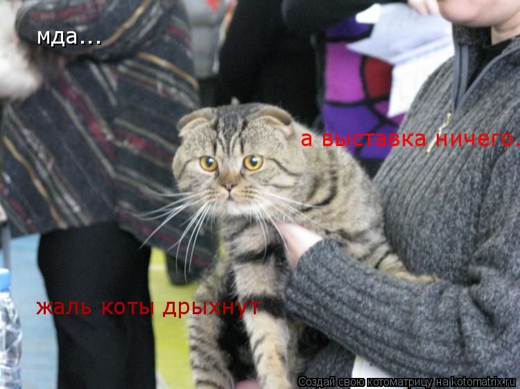 Котоматрица: мда... а выставка ничего... жаль коты дрыхнут