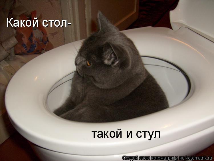 Котоматрица: Какой стол- такой и стул
