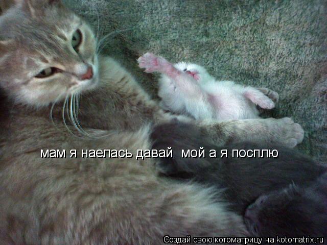 Котоматрица: мам я наелась давай  мой а я посплю