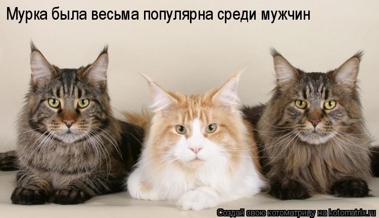 Мурка была весьма популярна среди мужчин... Котоматрица: Мурка была весьма популярна среди мужчин