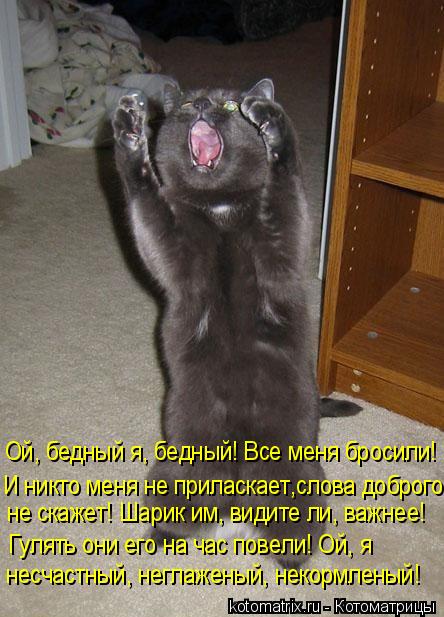 Ой, бедный я, бедный! Все меня бросили! И никто меня не приласкает,слова доброго не скажет! Шарик им,... Котоматрица: Ой, бедный я, бедный! Все меня бросили! И никто меня не приласкает,слова доброго не скажет! Шарик им, видите ли, важнее! Гулять они его на час п