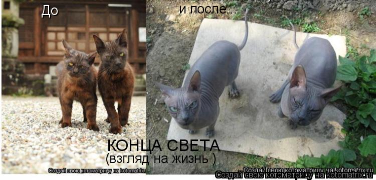 До и после... КОНЦА СВЕТА (взгляд на жизнь )... Котоматрица: До и после... КОНЦА СВЕТА (взгляд на жизнь )