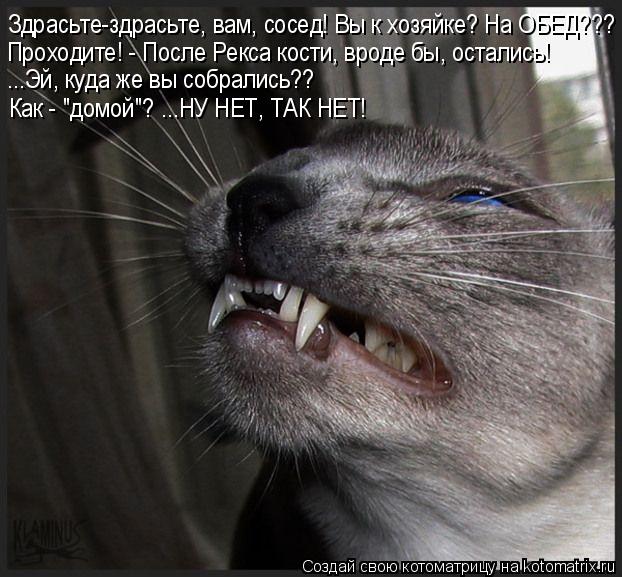 Котоматрица: Здрасьте-здрасьте, вам, сосед! Вы к хозяйке? На ОБЕД??? Проходите! - После Рекса кости, вроде бы, остались! ...Эй, куда же вы собрались?? Как - "домо