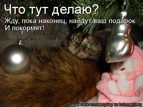 Что тут делаю? Жду, пока наконец, найдут ваш подарок И покормят!... Котоматрица: Что тут делаю? Жду, пока наконец, найдут ваш подарок И покормят!