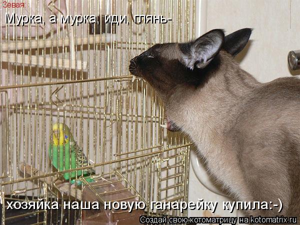 Котоматрица: Зевая: Мурка, а мурка, иди, глянь- хозяйка наша новую ганарейку купила:-)
