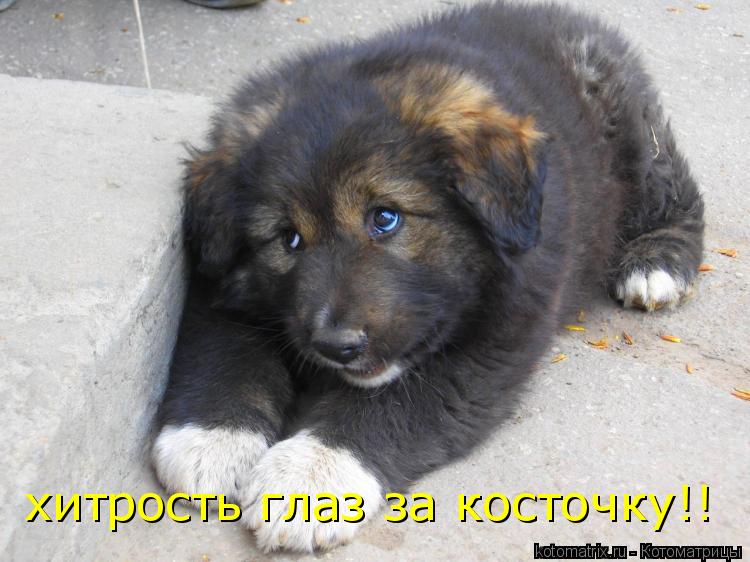 Котоматрица: хитрость глаз за косточку!!
