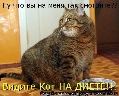 Котоматрица: Ну что вы на меня так смотрите?? Видите Кот НА ДИЕТЕ!!!