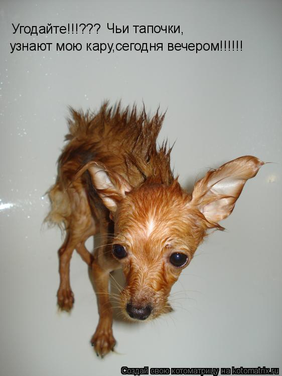 Угодайте!!!??? Чьи тапочки, узнают мою кару,сегодня вечером!!!!!!... Котоматрица: Угодайте!!!??? Чьи тапочки, узнают мою кару,сегодня вечером!!!!!!