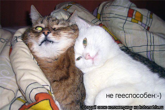 не гееспособен:-)... Котоматрица: не гееспособен:-)