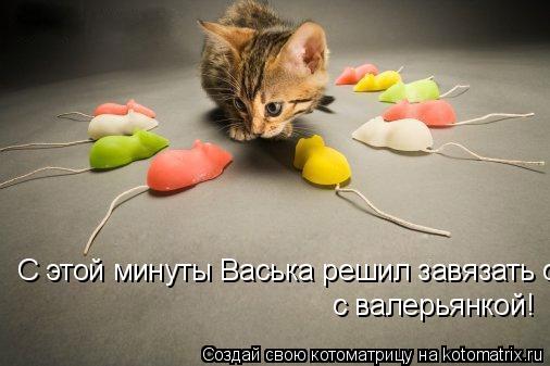 С этой минуты Васька решил завязать с валерьянкой! с валерьянкой!... Котоматрица: С этой минуты Васька решил завязать с валерьянкой! с валерьянкой!