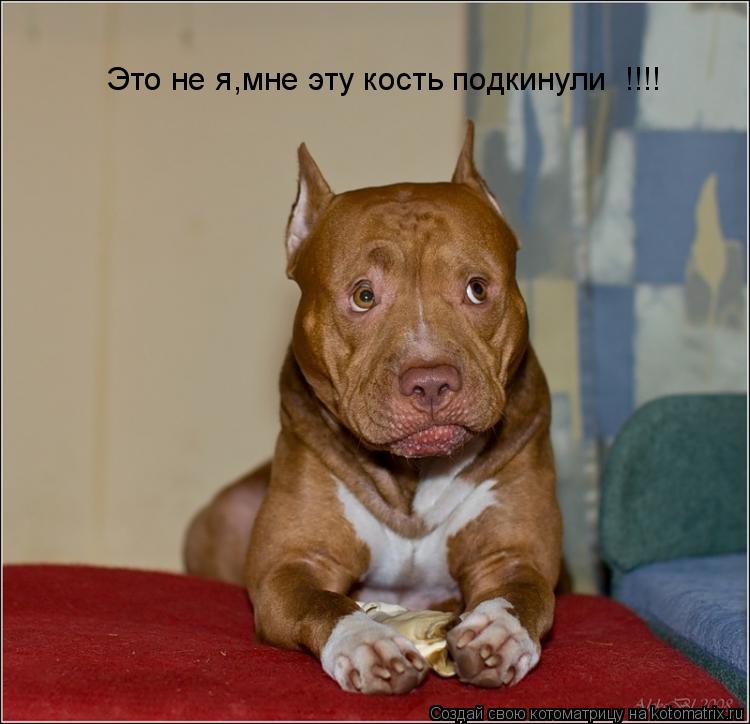 Это не я,мне эту кость подкинули !!!!... Котоматрица: Это не я,мне эту кость подкинули !!!!