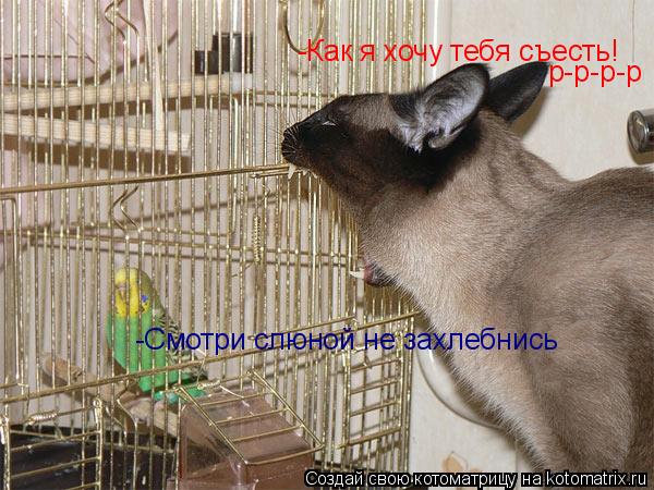 -Как я хочу тебя съесть! р-р-р-р -Смотри слюной не захлебнись... Котоматрица: -Как я хочу тебя съесть! р-р-р-р -Смотри слюной не захлебнись