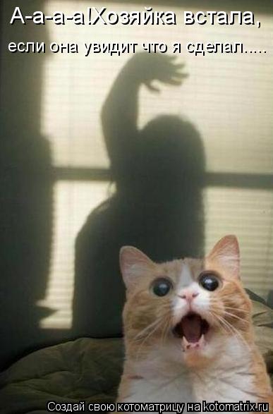 А-а-а-а!Хозяйка встала, если она увидит что я сделал........ Котоматрица: А-а-а-а!Хозяйка встала, если она увидит что я сделал.....