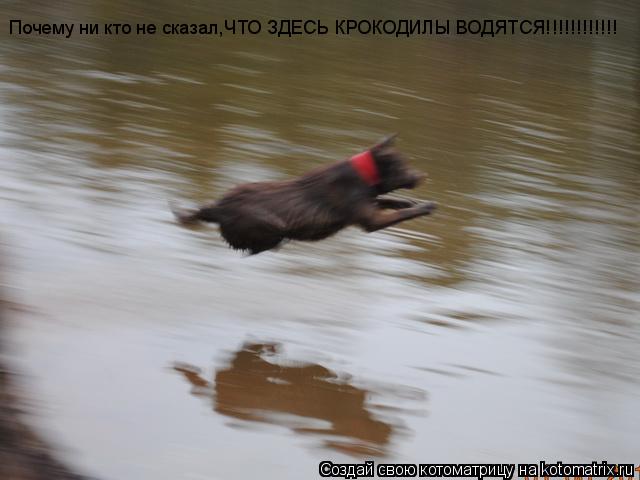 Почему ни кто не сказал,ЧТО ЗДЕСЬ КРОКОДИЛЫ ВОДЯТСЯ!!!!!!!!!!!!... Котоматрица: Почему ни кто не сказал,ЧТО ЗДЕСЬ КРОКОДИЛЫ ВОДЯТСЯ!!!!!!!!!!!!