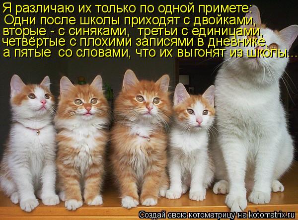 Я различаю их только по одной примете: Одни после школы приходят с двойками, вторые - с синяками, тр... Котоматрица: Я различаю их только по одной примете: Одни после школы приходят с двойками, вторые - с синяками, третьи с единицами, четвёртые с плохими зап