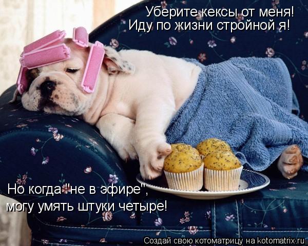 Котоматрица: Уберите кексы от меня! Иду по жизни стройной я! Но когда "не в эфире", могу умять штуки четыре!