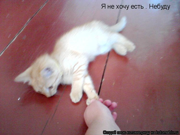 Я не хочу есть . Небуду... Котоматрица: Я не хочу есть . Небуду