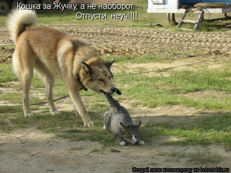 Кошка за Жучку, а не наоборот... Отпусти, неуч!!!!... Котоматрица: Кошка за Жучку, а не наоборот... Отпусти, неуч!!!!