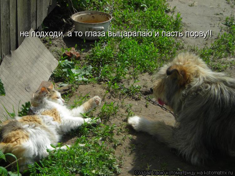 Котоматрица: не подходи, а то глаза выцарапаю и пасть порву!!