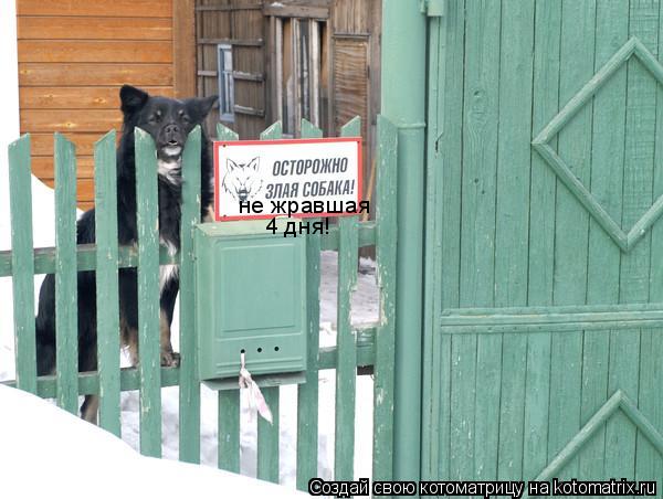 не жравшая 4 дня!... Котоматрица: не жравшая 4 дня!