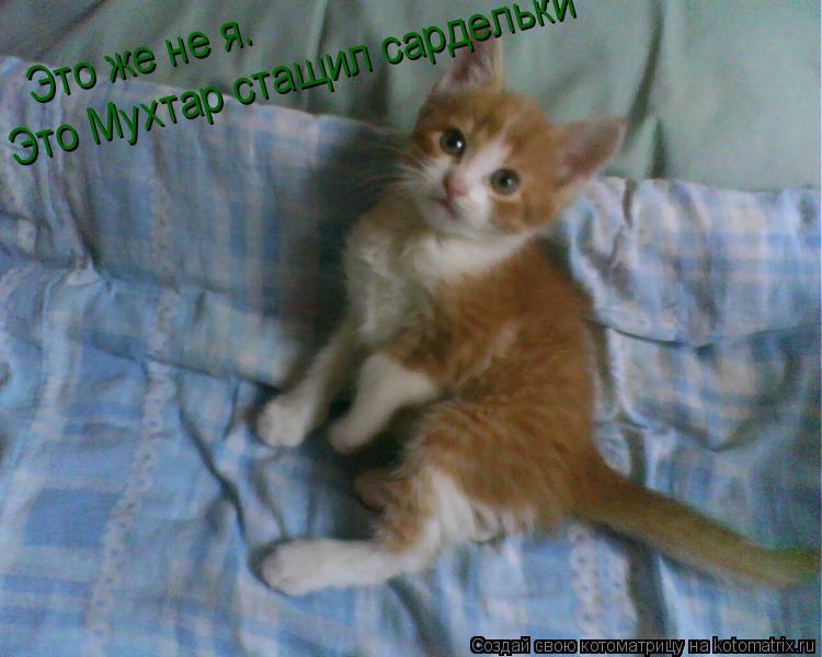 Это же не я. Это Мухтар стащил сардельки... Котоматрица: Это же не я. Это Мухтар стащил сардельки