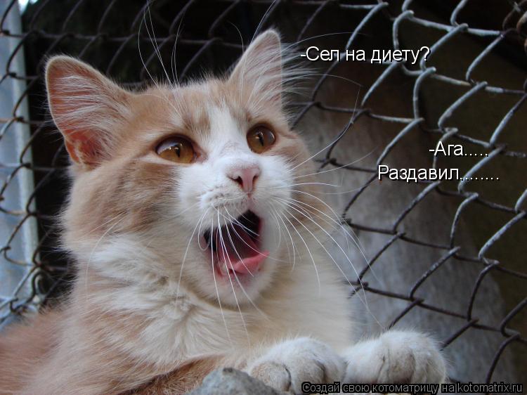 -Сел на диету? -Ага..... Раздавил........... Котоматрица: -Сел на диету? -Ага..... Раздавил........