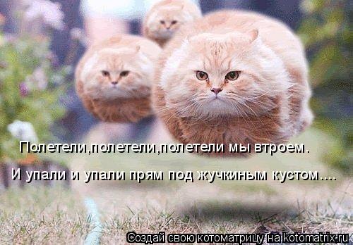 Полетели,полетели,полетели мы втроем. И упали и упали прям под жучкиным кустом....... Котоматрица: Полетели,полетели,полетели мы втроем. И упали и упали прям под жучкиным кустом....