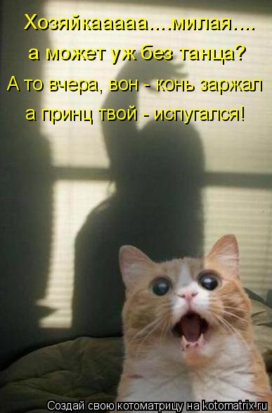 Котоматрица: Хозяйкааааа....милая.... а может уж без танца? А то вчера, вон - конь заржал а принц твой - испугался!