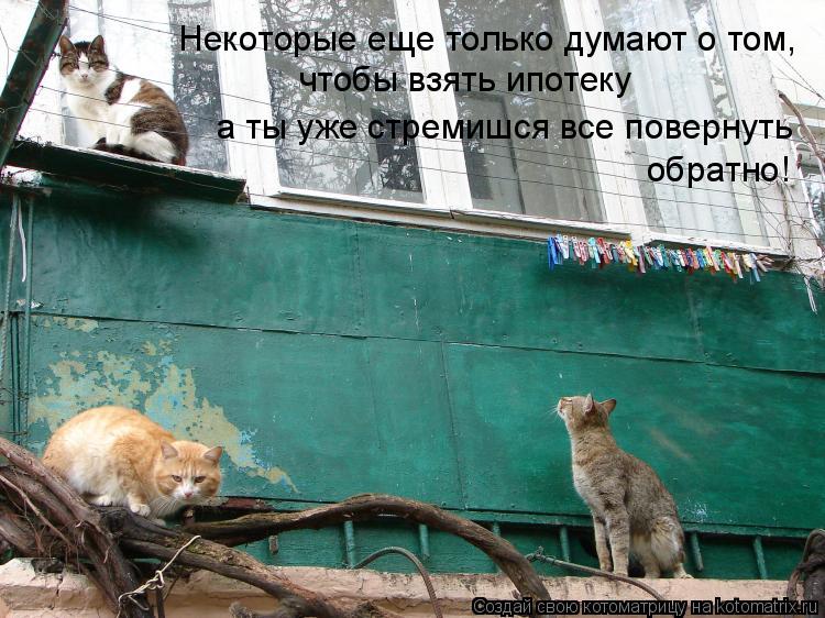 Некоторые еще только думают о том, чтобы взять ипотеку а ты уже стремишся все повернуть обратно!... Котоматрица: Некоторые еще только думают о том, чтобы взять ипотеку а ты уже стремишся все повернуть обратно!