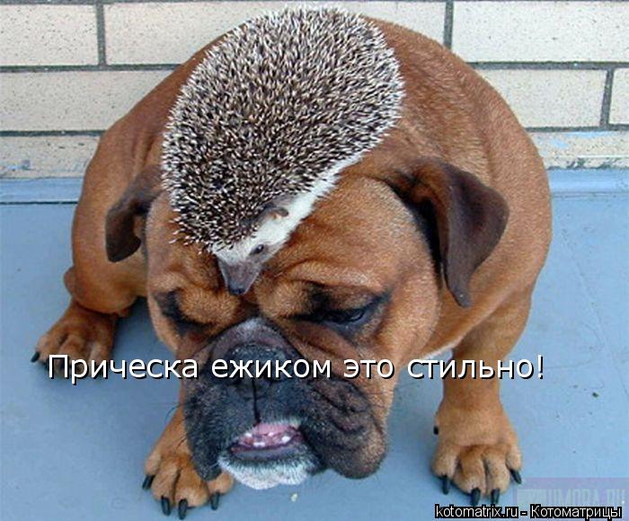 Прическа ежиком это стильно!... Котоматрица: Прическа ежиком это стильно!
