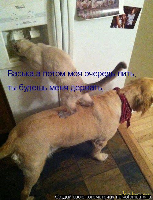 Васька,а потом моя очередь пить, ты будешь меня держать,... Котоматрица: Васька,а потом моя очередь пить, ты будешь меня держать,