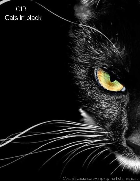 CIB Cats in black.... Котоматрица: CIB Cats in black.