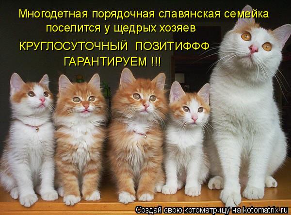 Многодетная порядочная славянская семейка поселится у щедрых хозяев КРУГЛОСУТОЧНЫЙ ПОЗИТИФФФ ГАРАН... Котоматрица: Многодетная порядочная славянская семейка поселится у щедрых хозяев КРУГЛОСУТОЧНЫЙ ПОЗИТИФФФ ГАРАНТИРУЕМ !!!