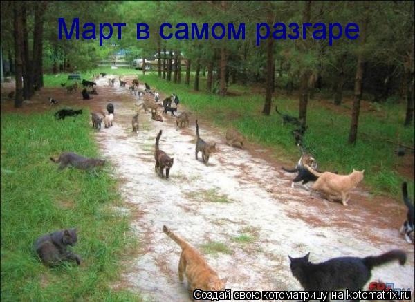 Март в самом разгаре... Котоматрица: Март в самом разгаре