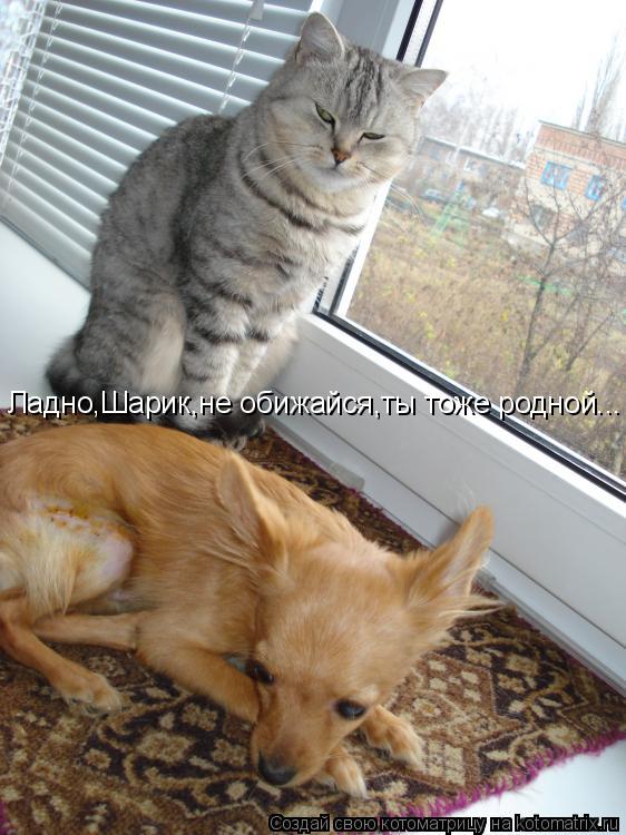 Ладно,Шарик,не обижайся,ты тоже родной...... Котоматрица: Ладно,Шарик,не обижайся,ты тоже родной...