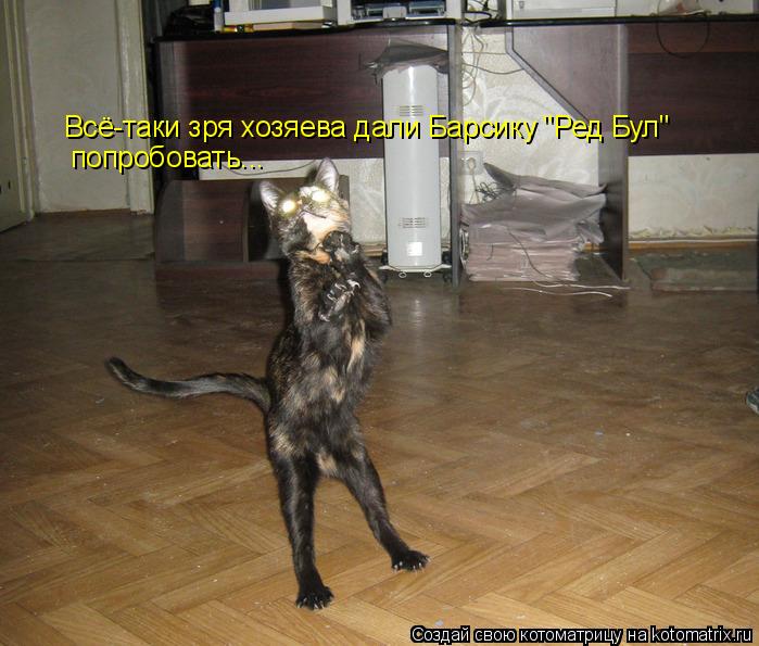 Всё-таки зря хозяева дали Барсику "Ред Бул" попробовать...... Котоматрица: Всё-таки зря хозяева дали Барсику "Ред Бул" попробовать...