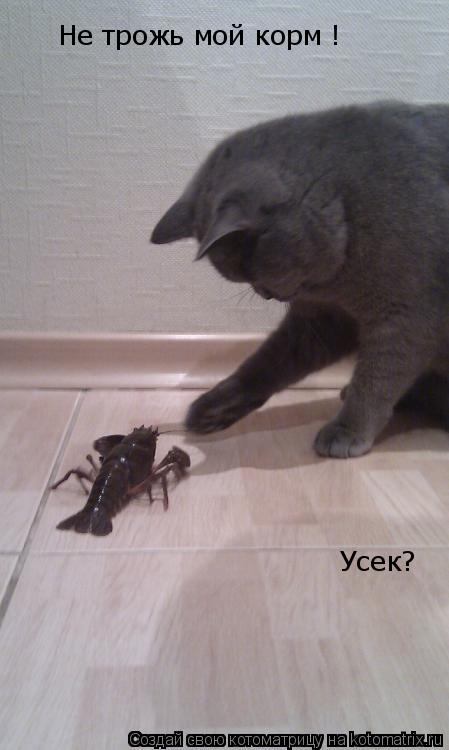 Усек? Не трожь мой корм !... Котоматрица: Усек? Не трожь мой корм !