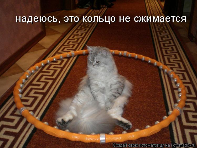 надеюсь, это кольцо не сжимается... Котоматрица: надеюсь, это кольцо не сжимается