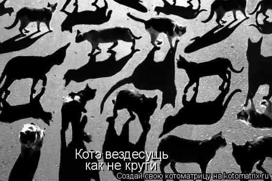 Котэ вездесущь как не крути... Котоматрица: Котэ вездесущь как не крути
