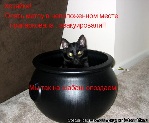 Хозяйка! Опять метлу в неположенном месте припарковала – эвакуировали!! Мы так на шабаш опоздаем!... Котоматрица: Хозяйка! Опять метлу в неположенном месте припарковала – эвакуировали!! Мы так на шабаш опоздаем!