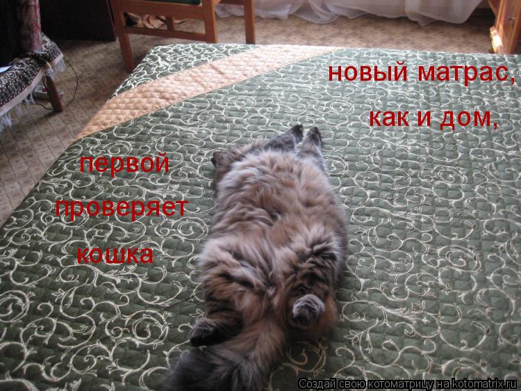 Котоматрица: новый матрас, как и дом, проверяет кошка первой