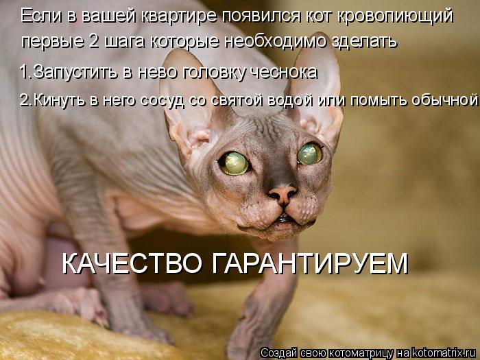 Котоматрица: Если в вашей квартире появился кот кровопиющий первые 2 шага которые необходимо зделать 1.Запустить в нево головку чеснока 2.Кинуть в него с