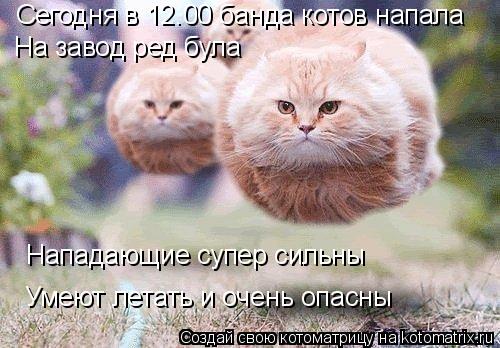 Котоматрица: Сегодня в 12.00 банда котов напала На завод ред була Умеют летать и очень опасны Нападающие супер сильны