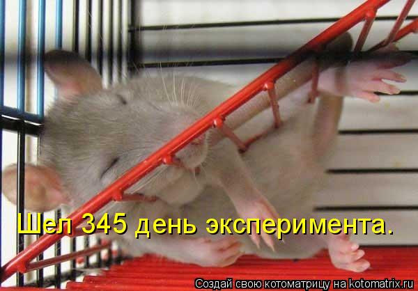 Котоматрица: Шел 345 день эксперимента…