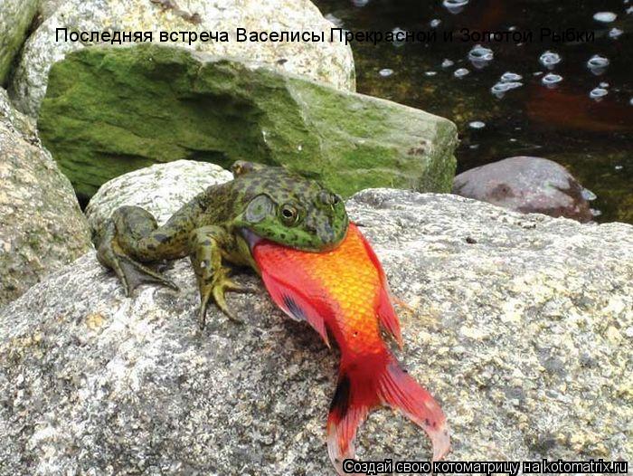 Котоматрица: Последняя встреча Васелисы Прекрасной и Золотой Рыбки