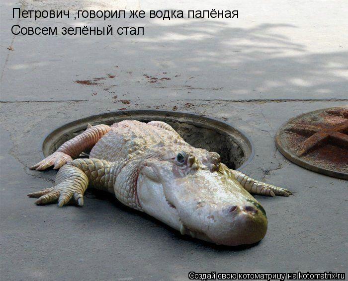 Котоматрица: Петрович ,говорил же водка палёная Совсем зелёный стал
