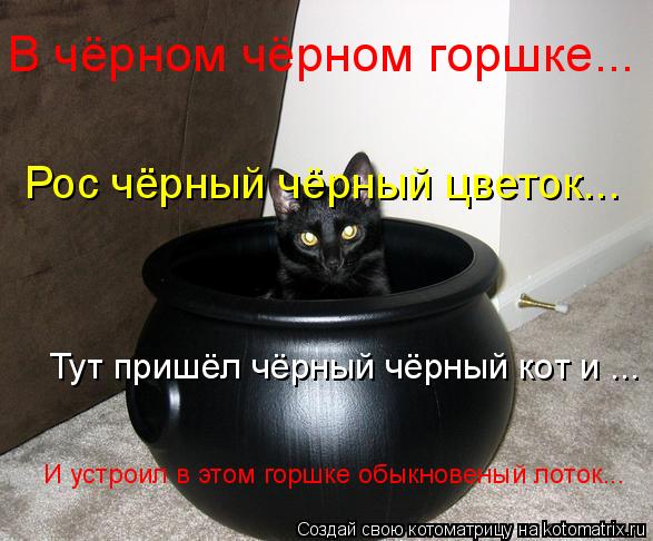 Котоматрица: В чёрном чёрном горшке... Рос чёрный чёрный цветок... Тут пришёл чёрный чёрный кот и ... И устроил в этом горшке обыкновеный лоток...