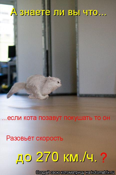 Котоматрица: А знаете ли вы что... ...если кота позавут покушать то он Разовьёт скорость до 270 км./ч. ?